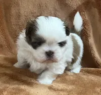 Wyatt, a male Shih Tzu for sale in Greenville, SC – 5 of 5
