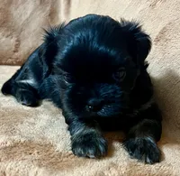 Bart CKC, a male Shih Tzu for sale in Greenville, SC – 2 of 6