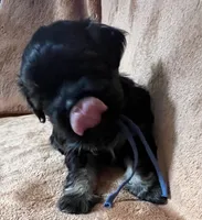 Brett, a male Shih Tzu for sale in Greenville, SC – 2 of 6