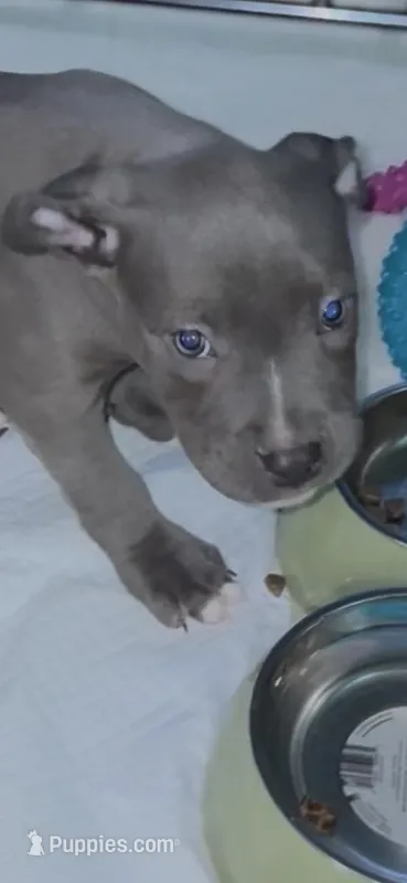 Sparkle Eyes – American Bully puppy for sale in Milwaukee, WI