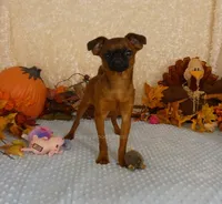 Otis AKC, a male Brussels Griffon for sale in Rogers, AR – 10 of 10