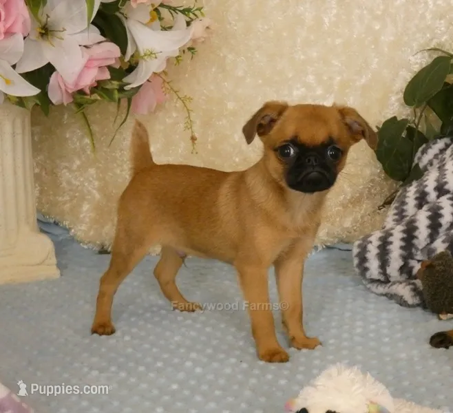 Jacob AKC – Brussels Griffon puppy for sale in Rogers, AR