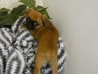 Jacob AKC, a male Brussels Griffon for sale in Rogers, AR – 4 of 10