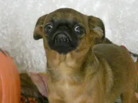 Otis AKC, a male Brussels Griffon for sale in Rogers, AR – 6 of 10