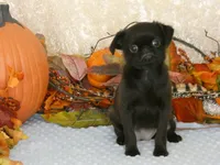 Jennifer AKC, a female Brussels Griffon for sale in Rogers, AR – 6 of 10
