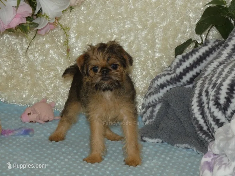 Bonnie - AKC – Brussels Griffon puppy for sale in Rogers, AR