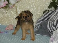 Bonnie - AKC, a female Brussels Griffon for sale in Rogers, AR – 1 of 9