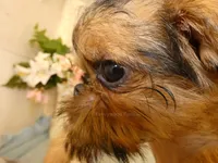 Bonnie - AKC, a female Brussels Griffon for sale in Rogers, AR – 6 of 9