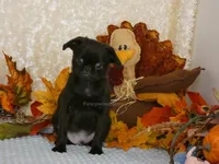 Jason AKC, a male Brussels Griffon for sale in Rogers, AR – 7 of 10