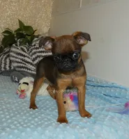 Otis AKC, a male Brussels Griffon for sale in Rogers, AR – 5 of 10