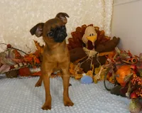 Otis AKC, a male Brussels Griffon for sale in Rogers, AR – 4 of 10
