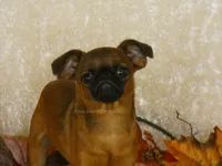 Otis AKC, a male Brussels Griffon for sale in Rogers, AR – 2 of 10