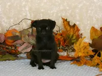 Jennifer AKC, a female Brussels Griffon for sale in Rogers, AR – 3 of 10