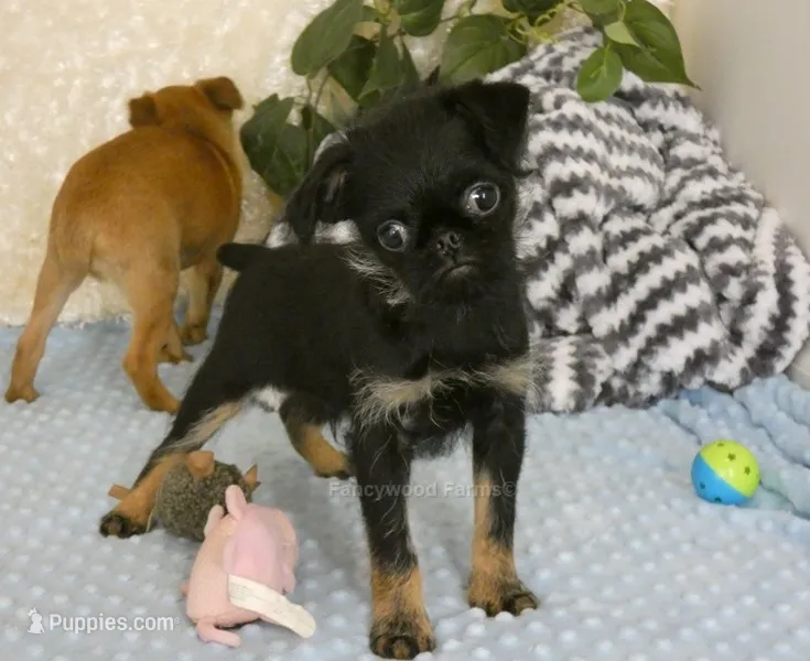 Jeromy AKC – Brussels Griffon puppy for sale in Rogers, AR