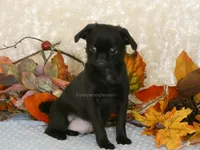 Jason AKC, a male Brussels Griffon for sale in Rogers, AR – 8 of 10