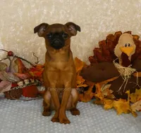 Otis AKC, a male Brussels Griffon for sale in Rogers, AR – 7 of 10