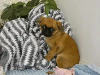 Jacob AKC, a male Brussels Griffon for sale in Rogers, AR – 8 of 10