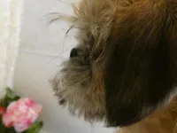 Noah AKC, a male Brussels Griffon for sale in Rogers, AR – Photo 7 of 7