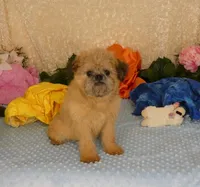 Noah AKC, a male Brussels Griffon for sale in Rogers, AR – Photo 4 of 7