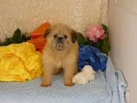Noah AKC, a male Brussels Griffon for sale in Rogers, AR – Photo 5 of 7