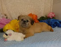 Noah AKC, a male Brussels Griffon for sale in Rogers, AR – Photo 6 of 7