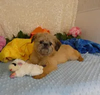 Noah AKC, a male Brussels Griffon for sale in Rogers, AR – Photo 3 of 7