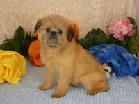 Noah AKC, a male Brussels Griffon for sale in Rogers, AR – Photo 2 of 7