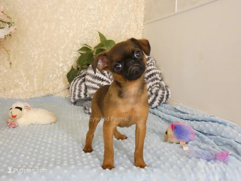 Ollie AKC – Brussels Griffon puppy for sale in Rogers, AR