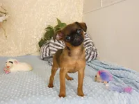 Ollie AKC, a male Brussels Griffon for sale in Rogers, AR – 4 of 5