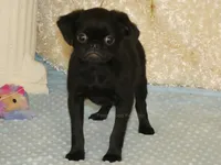 Baxter -AKC, a male Brussels Griffon for sale in Rogers, AR – 2 of 7