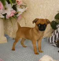 Jacob AKC, a male Brussels Griffon for sale in Rogers, AR – 2 of 10