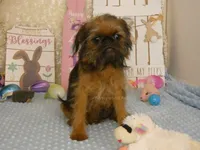 Kassie AKC, a female Brussels Griffon for sale in Rogers, AR – Photo 7 of 10