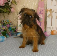 Kassie AKC, a female Brussels Griffon for sale in Rogers, AR – Photo 5 of 10