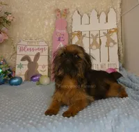 Kassie AKC, a female Brussels Griffon for sale in Rogers, AR – Photo 9 of 10