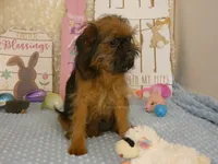 Kassie AKC, a female Brussels Griffon for sale in Rogers, AR – Photo 8 of 10