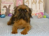 Kassie AKC, a female Brussels Griffon for sale in Rogers, AR – Photo 3 of 10