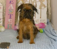 Kassie AKC, a female Brussels Griffon for sale in Rogers, AR – Photo 2 of 10