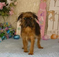 Kassie AKC, a female Brussels Griffon for sale in Rogers, AR – Photo 10 of 10
