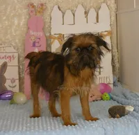 Kassie AKC, a female Brussels Griffon for sale in Rogers, AR – Photo 4 of 10