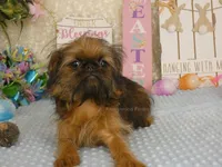 Kassie AKC, a female Brussels Griffon for sale in Rogers, AR – Photo 1 of 10