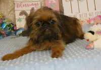 Kassie AKC, a female Brussels Griffon for sale in Rogers, AR – Photo 6 of 10