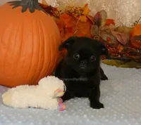 Jason AKC, a male Brussels Griffon for sale in Rogers, AR – 6 of 10