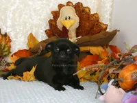 Jason AKC, a male Brussels Griffon for sale in Rogers, AR – 9 of 10