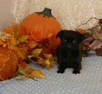 Jennifer AKC, a female Brussels Griffon for sale in Rogers, AR – 10 of 10