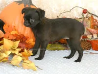 Jennifer AKC, a female Brussels Griffon for sale in Rogers, AR – 2 of 10