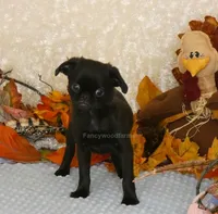 Jason AKC, a male Brussels Griffon for sale in Rogers, AR – 4 of 10