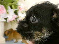 Jeromy AKC, a male Brussels Griffon for sale in Rogers, AR – 9 of 10