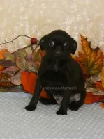 Jason AKC, a male Brussels Griffon for sale in Rogers, AR – 2 of 10