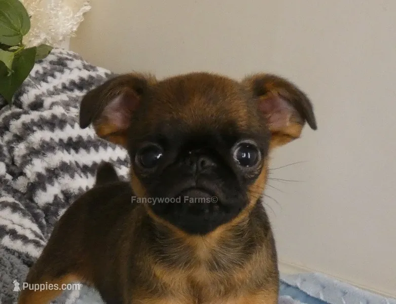 Otis AKC – Brussels Griffon puppy for sale in Rogers, AR