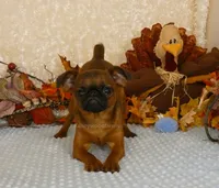 Otis AKC, a male Brussels Griffon for sale in Rogers, AR – 5 of 10